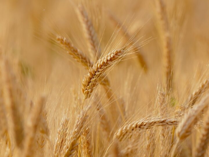 FAO przewiduje rekordową produkcję zbóż w 2024 r. – prognozy z lipca