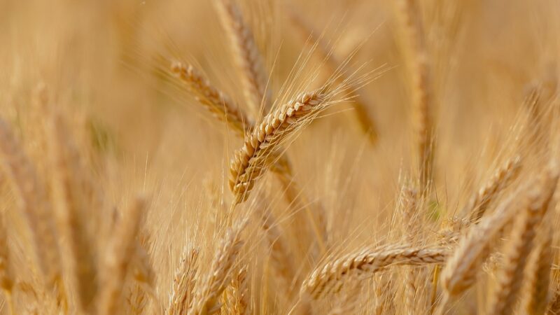 FAO przewiduje rekordową produkcję zbóż w 2024 r. – prognozy z lipca