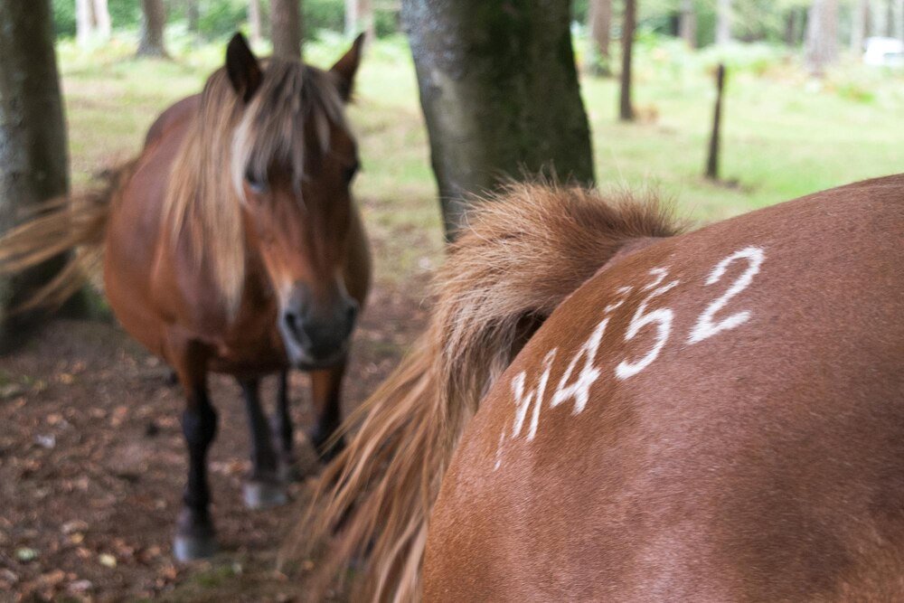 Informacje o koniach: ile żyją, ważą i inne ciekawostki